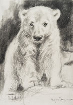 junger Eisbär, abstützend von vorn - I - KUNSTPOSTKARTE