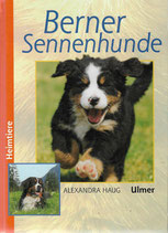 Berner Sennenhunde