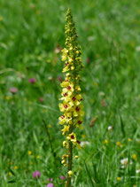 Wollblumen / Königskerzenblüten ganz