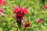 Goldmelissenkraut mit Blüten geschnitten 1000 gr. IM MOMENT NICHT LIEFERBAT !!!!!