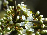 Schlehdornblüten gerebelt 1000 gr.