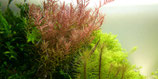 Rotala rotundifolia / Rundblättrige Rotala