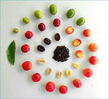 Dorothy's Koffie Tour