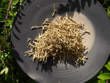Jin Yin Hua 金银花 - Lonicerae japonicae flos