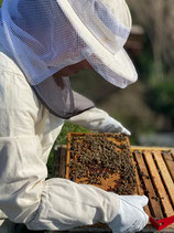 Bienenpatenschaft