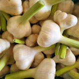 Knoblauch frisch