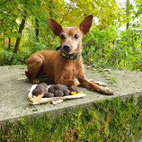 Trüffelkurs Einsteiger-Seminar, 2-teilig    08.11.2025