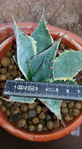 agave parrasana    - marginata variegated    SEA STAR- hijuelo  7cm