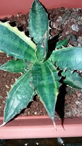 Agave lophanta striata variegated