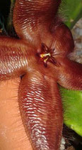 Stapelia gariepensis -  1 tallo   floracion color carne