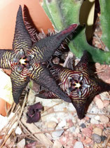 Stapelia cedrimontana   - tallo  5 a 6 cm