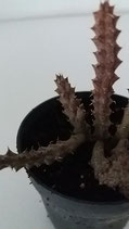 Stapelianthus decaryi -unidad tallo