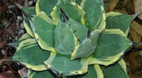Agave parryi cream spike - agave aplanata marginata variegated  - hijuelo 3cm