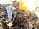 48 echinopsis hibrido "morgenzauber 319"
