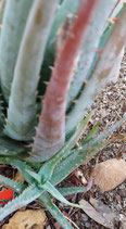 Aloe blue elf    -   hijuelo 3 a 5cm
