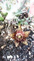 Orbea paradoxa  flor oscura  - tallo