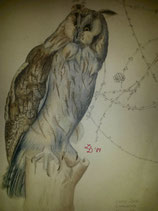 Kunstdruck Waldohreule Aquarell 1987/ 70*55 cm