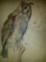 Kunstdruck Waldohreule Aquarell 1986/ 70 * 55 cm