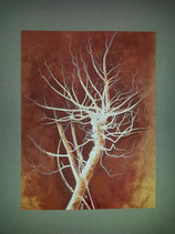 Weißer Baum auf terracottafarbenem Grund Aquarell 2006/70*55 cm mit Passepartout