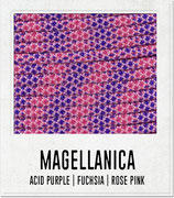 Magellanica