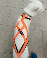 SLED DOG LINE X-Back Classic