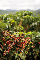 Café du MALAWI PAMWANBA AA Plus