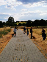 Hundebegegnungen im Fokus - 3teiliger Workshop