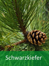 Schwarzkiefer (Pinus nigra) - Oktober 2026