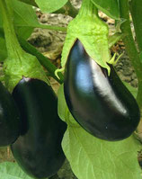 Aubergine Diamond