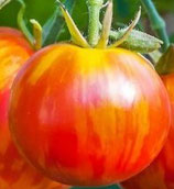 Tigerella (tomate bigarrée rouges zébré d’orange)