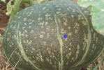 Courge Black Forest (maxima)