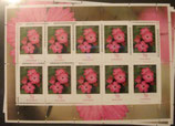 Bund 2529 70 ct KLB Kartäusernelke  **