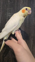 オカメインコ　ルチノー　仙台ズーモア店　販売