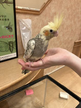 オカメインコ　パールパイド　秋田中央店　販売