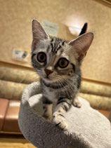 アメリカンショートヘアー　ベビー販売　秋田イオン中央店