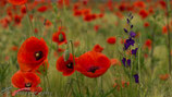 Poppyfield Part I