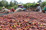 エチオピア　イルガチャフィー　G1     Ethiopia Yirgacheffe G1 Natural