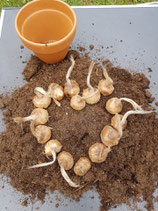 Atelier Enfant 'Plante ton bulbe'