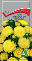 Астра Нмзкорослая ЖЕЛТЫЙ КОВЕР