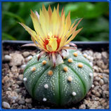 Astrophytum asterias, Gonzalez