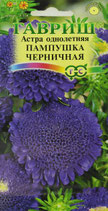 Астра Помпоннная ЧЕРНИЧНАЯ