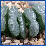 Haworthia truncata