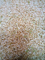 天日で干しました！！旨い米お分けします！（無農薬、無化学肥料）玄米３ｋｇ　送料込