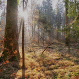 Faltkarte-Morgenstimmung aus dem Wald