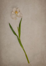 Postkarte-Eine Tulpe