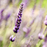 Faltkarte-ein Lavendel