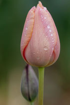 Postkarte-Tulpe rosa