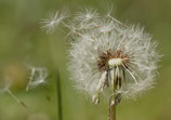 Postkarte-Pusteblume