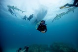 PADI AWARE Shark Conservation (Nur Theorie)