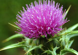 ThistLe.